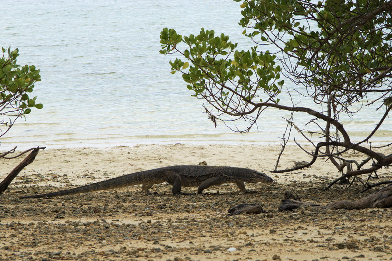 Waran am Strand