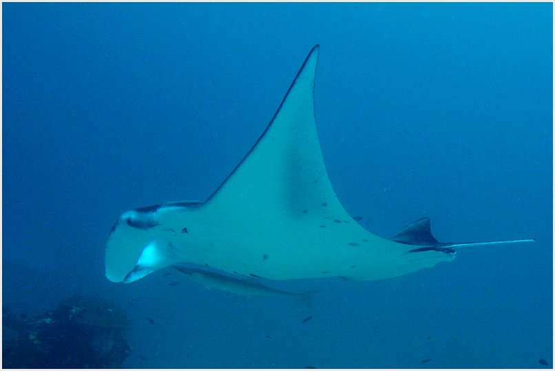 MAnta