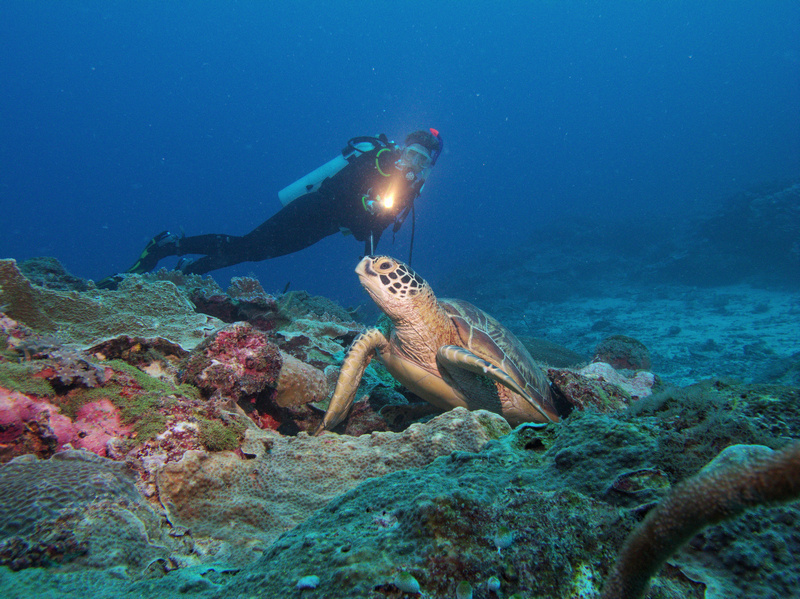 Moni und Schildkrte