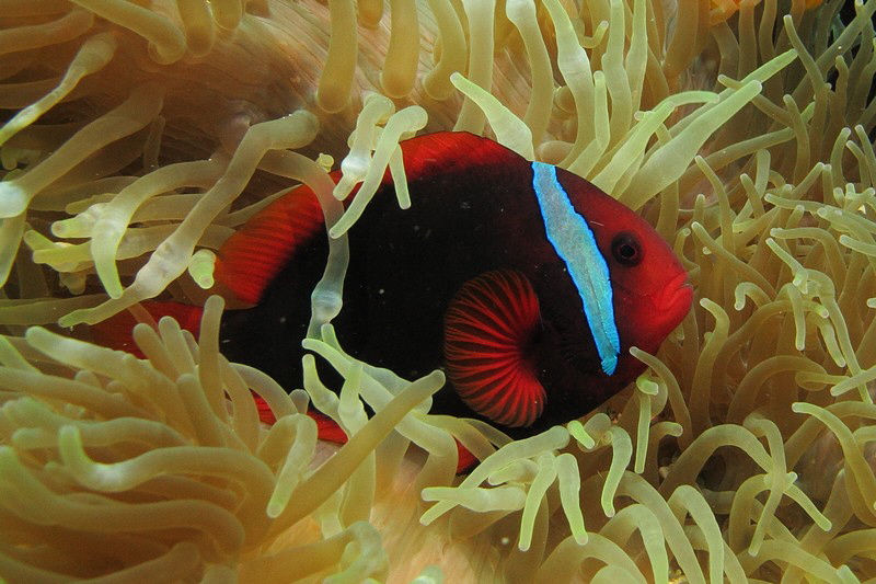 Anemonenfisch