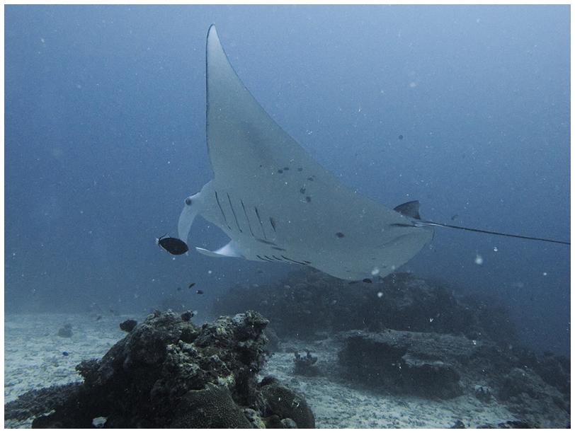 Manta im German-Channel